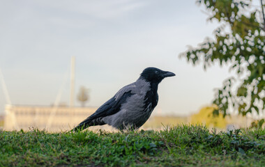 Crow (Corvus cornix) close-up. Silhouette of the bird.