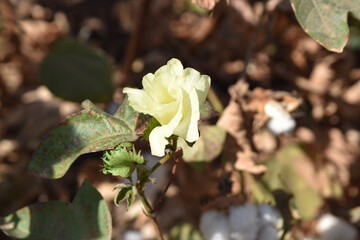 Naklejka na ściany i meble white rose flower