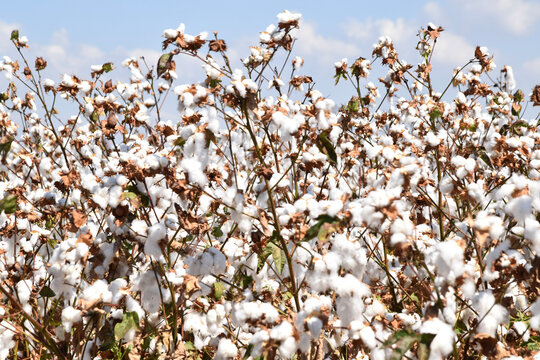 field of cotton flowers