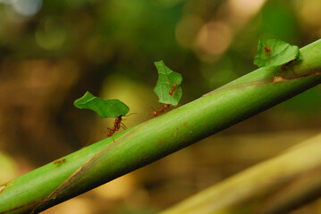 Leaf cutting ants carrying leaves in Costa Rica