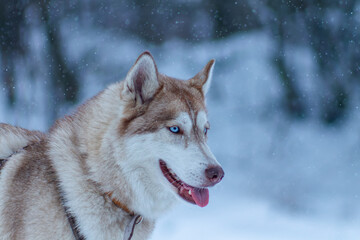 Siberian Husky
