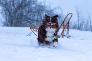 Australian Sheppard 