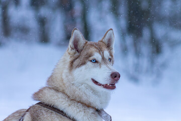 Siberian Husky