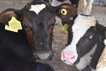 cow and calf