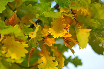 yellow maple leaves in autumn