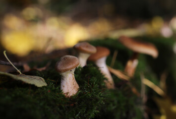 autumn mushrooms on green moss in a ray of sunlight