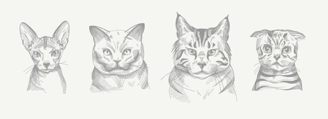 Cats, Sphynx, British Shorthair, Maine Coon, Scottish Lop. Set of vector illustrations. Pencil sketch. Engraving style. Tattoo. Collection of drawn elements.
