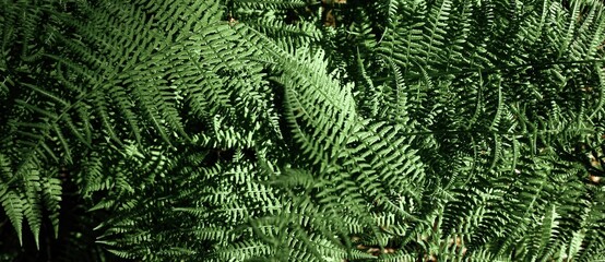 Ferns in the forest. Natural wild tropical floral textured fresh green leaves fern background. Banner.