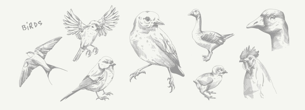 Birds, swift, sparrow, goose, rooster, chicken. Set of vector illustrations. Pencil sketch. Engraving style. Tattoo. Collection of drawn elements.