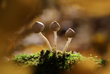 autumn mushrooms on green moss in a ray of sunlight