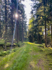 Waldweg