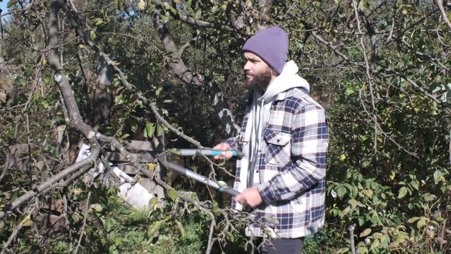 A young bearded caucasian farmer cuts the branches of trees in his organic garden. Tree cleaning.