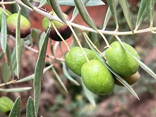 Close up of olives growing on branch of tree the unripe green fruit growing amongst exotic garden edible plants and trees landscape in Morocco in late Summer sunshine before harvest