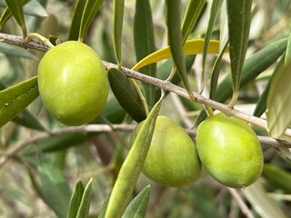 Close up of olives growing on branch of tree the unripe green fruit growing amongst exotic garden edible plants and trees landscape in Morocco in late Summer sunshine before harvest