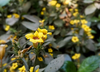 Obraz premium Yellow color flower blooming with natural background. Lithospermum caroliniense. Carolina Puccoon. Golden gloves.