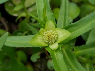 Obraz premium Enydra fluctuans also known as Buffalo Spinach, Marsh herb, Water cress.