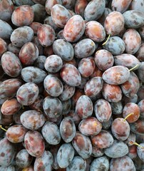 Fresh plum fruit full frame background or texture