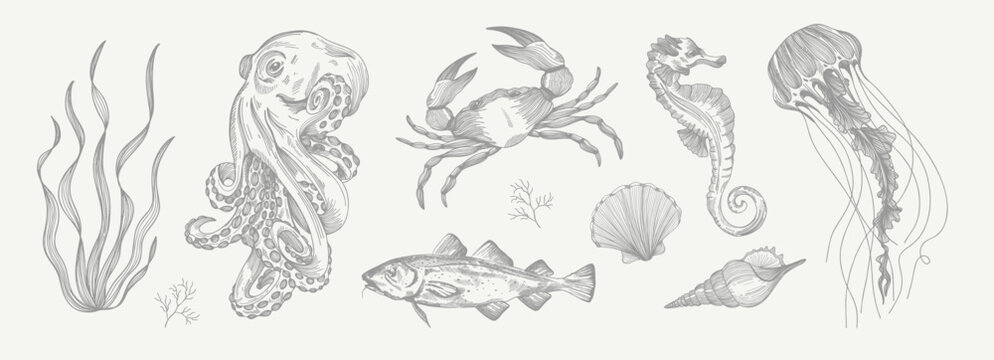Octopus, seaweed, crab, trout, fish, shells, pearl, seahorse, jellyfish. Set of vector illustrations. Pencil sketch. Engraving style. Tattoo. Collection of drawn elements.