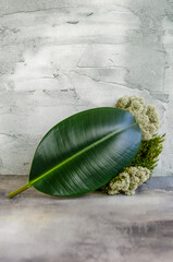 alone dense leaf of Elastic ficus and forest moss on a textured concrete background, a space for text. template, layout, blank for advertising eco products, cosmetics