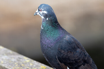 Portrait of a common pigeon (columba livia) perching on a wall