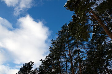 A snow-covered tree against the sky. Winter landscape.
