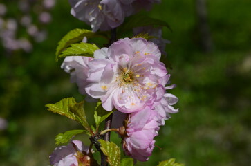 Pink sakura flowers. Pink cherry blossom. 