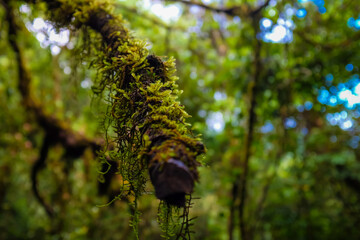 Green tropical fern moss plant in mountain forest