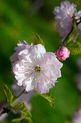 Obraz premium Pink sakura flowers. Pink cherry blossom. 