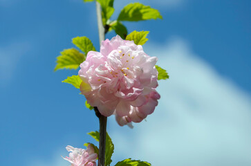 Pink sakura flowers. Pink cherry blossom. 