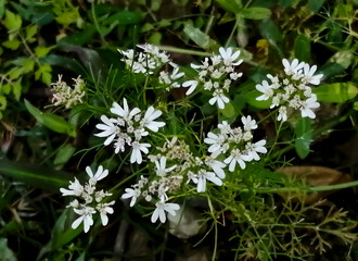 Cilantro flowers are blooming on the plant and that will produce coriander seeds. coriander.