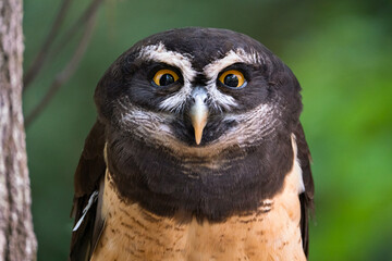 Spectacled Owl