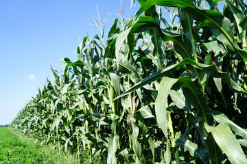 The corn in the field