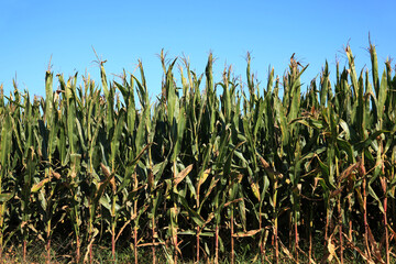 Corn grows in the field