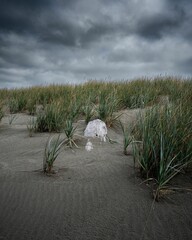 Vertical shot of Samoa Beach with wild green grass against a cloudy sky in California, USA