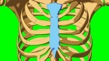 Human skeleton Sternum bone anatomy for medical concept 3D illustration