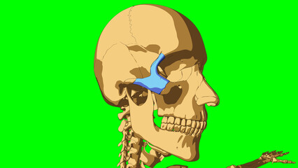 Human skeleton zygomatic bone anatomy for medical concept 3D illustration