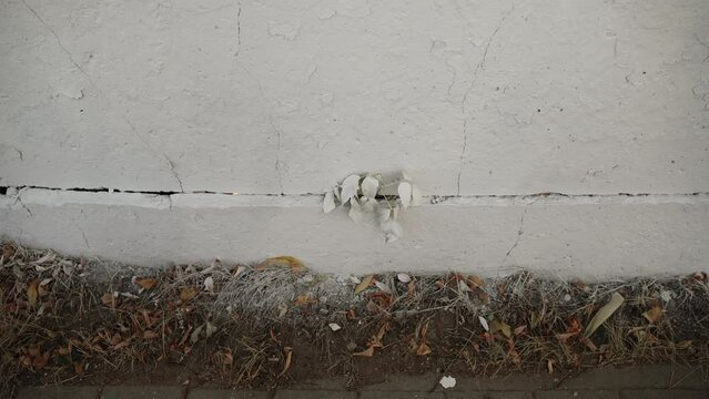 Plant grows through concrete fence, leaves are painted white color.