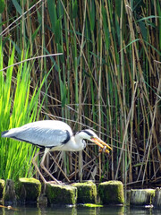獲物を咥えたアオサギ