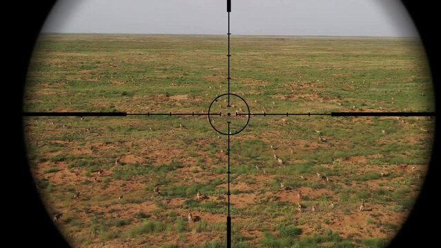Saiga Antelopes in Gun Rifle Scope. Wildlife Hunting. Poaching Endangered, Vulnerable, and Threatened Animals