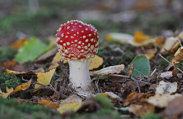 Tiny wild forest mushrooms close up macro photography
