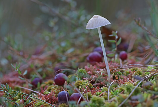 Tiny wild forest mushrooms close up macro photography

