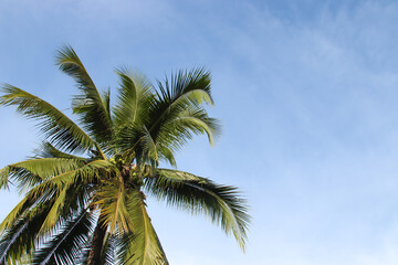 Fototapeta na wymiar coconut tree.