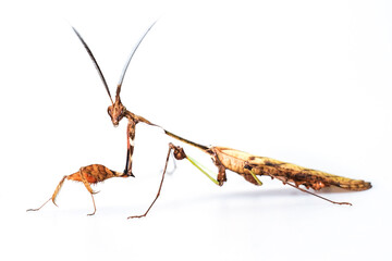 Brown Mantis isolated on white background,