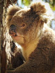 Close-up of Koala