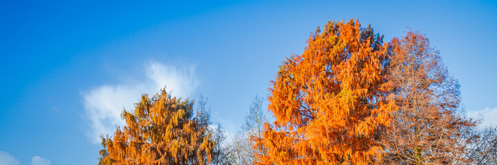 Bald cypress treetops on an Autumn day