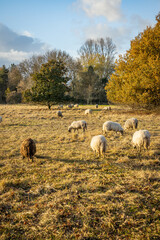 Flock of Landes sheep grazing grass on an Autumn day in France at sunset