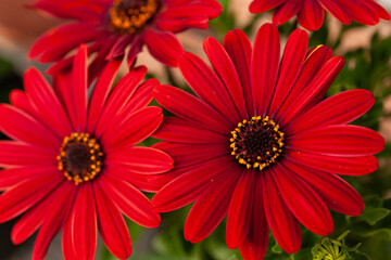 赤いオステオスペルマム