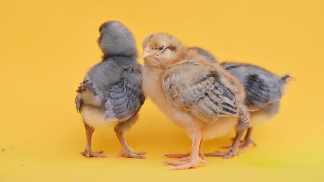Two gray fluffy and one yellow little chick on yellow background. Little birds. Newborn chicks. Nice funny baby chicken. Household theme, farm, poultry, poultry farm. Easter holiday 