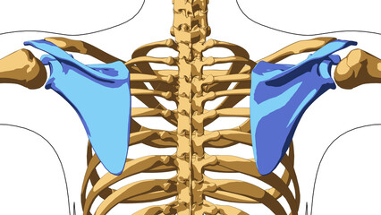Human skeleton anatomy scapula bones for medical concept 3D illustration