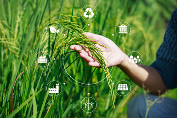 ESG icon concept at paddy rice product in farmer hand for environmental social and governance in...